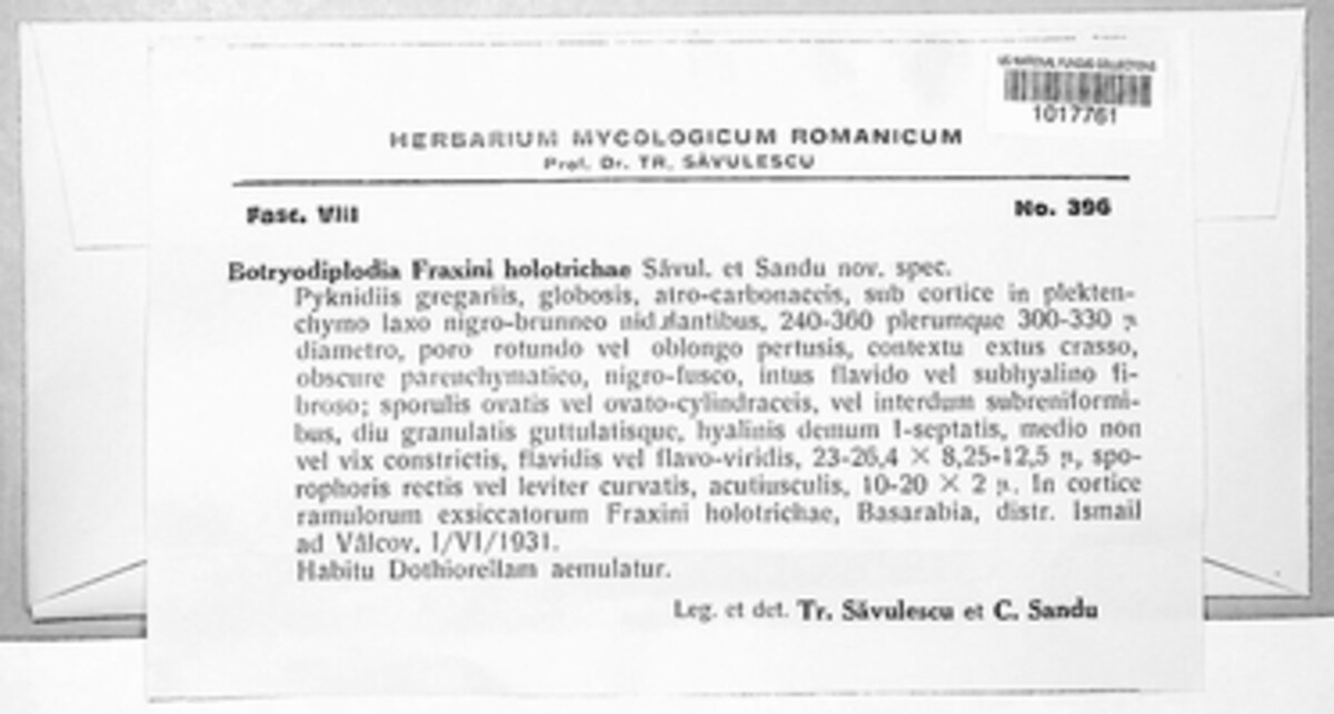 Botryodiplodia fraxini-holotrichae image